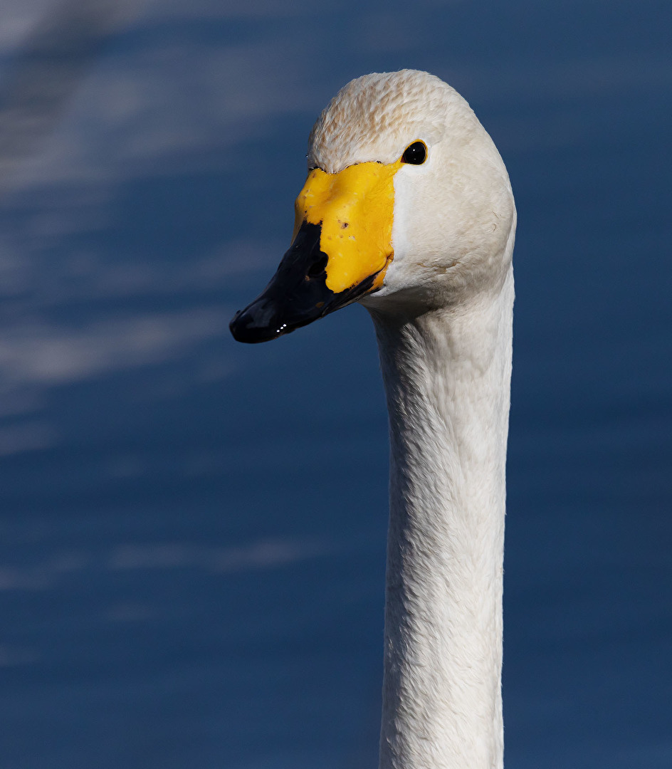Der Schwan ist wohl ein Einzelgänger
