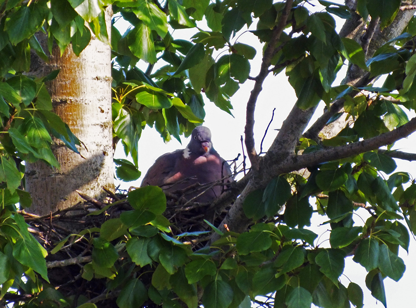 Taube auf dem Nest...