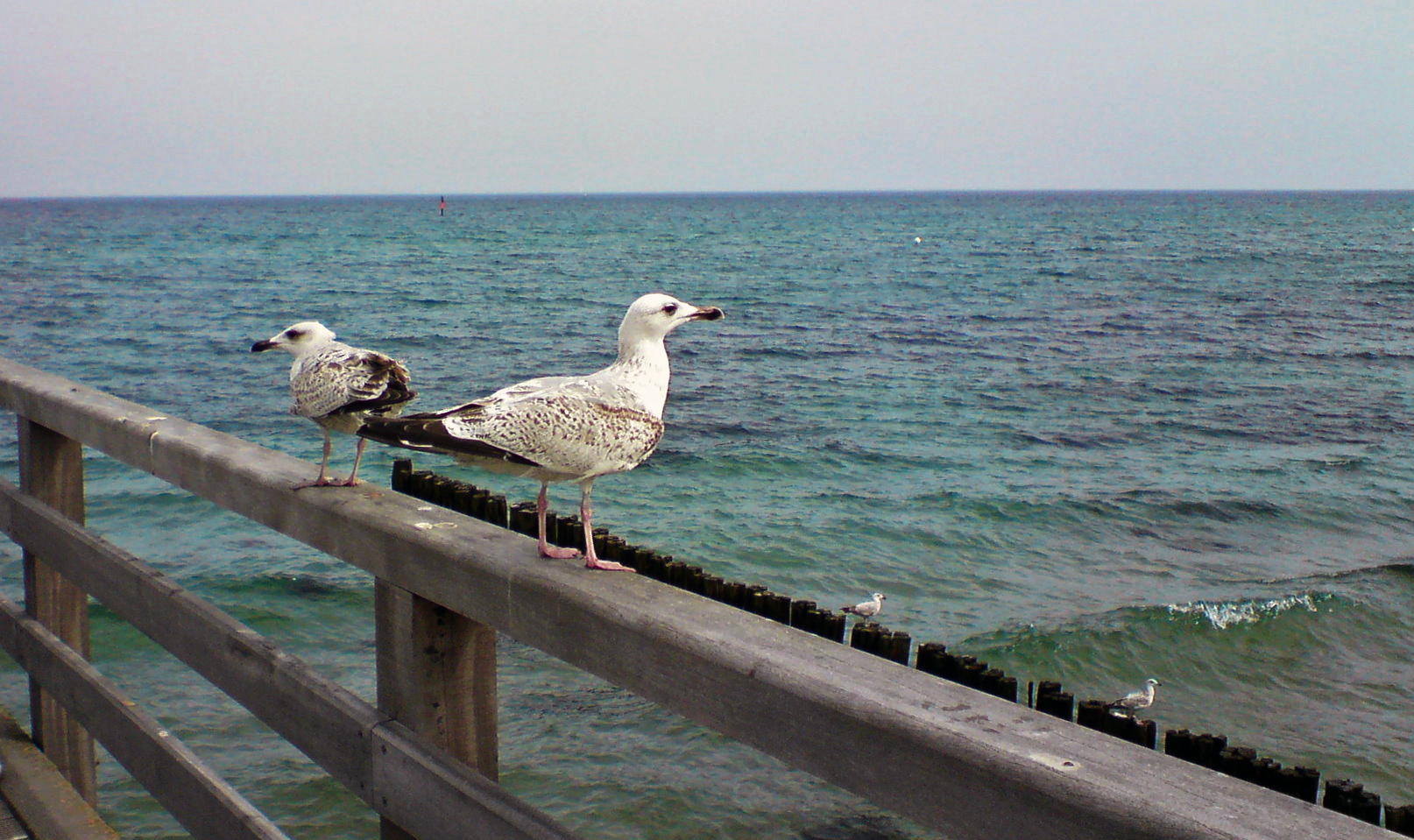 Möve 2