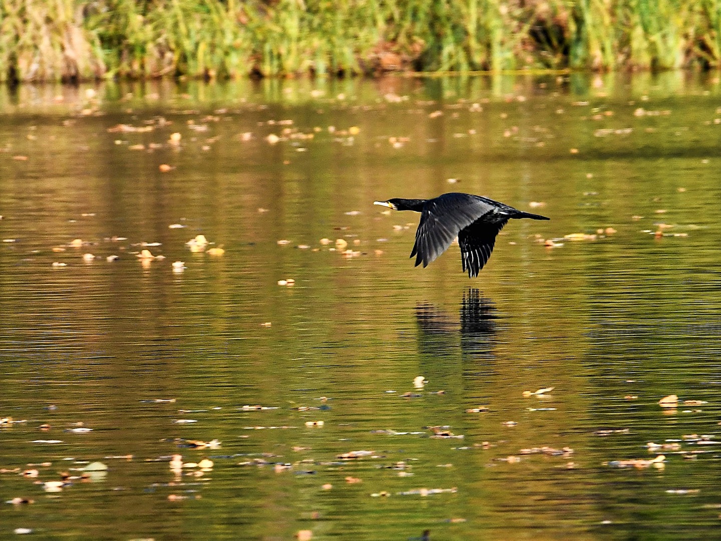 Kormoran am Plessowersee