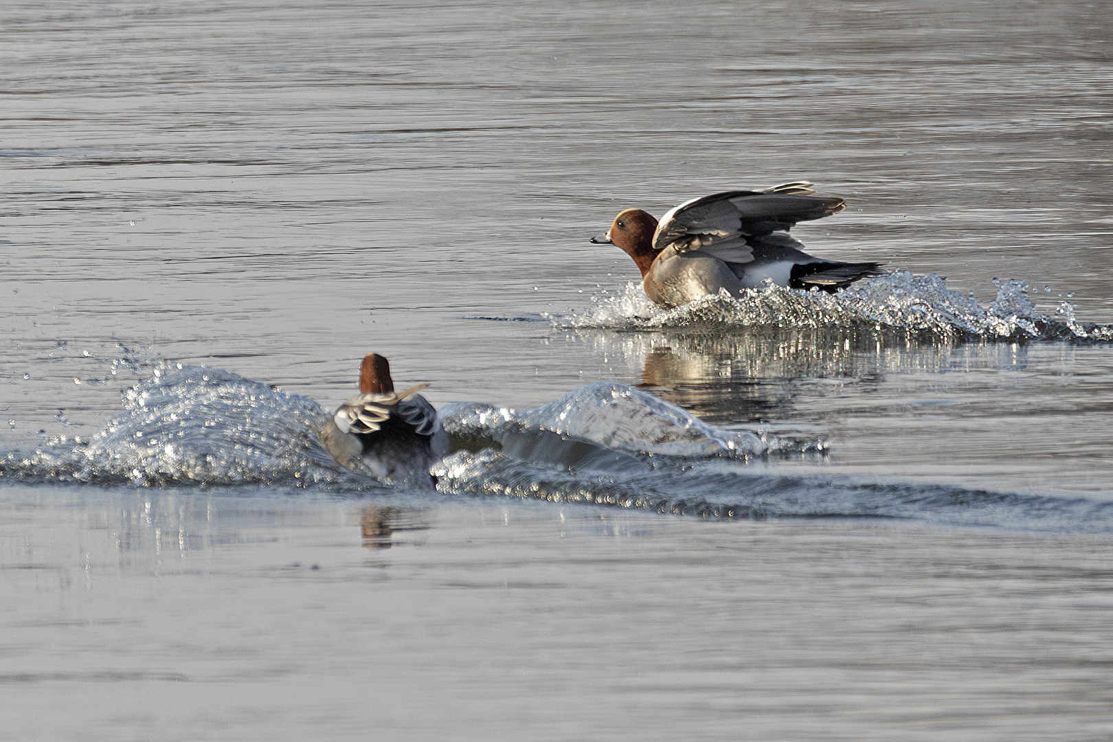 Pfeifenten bei der Landung