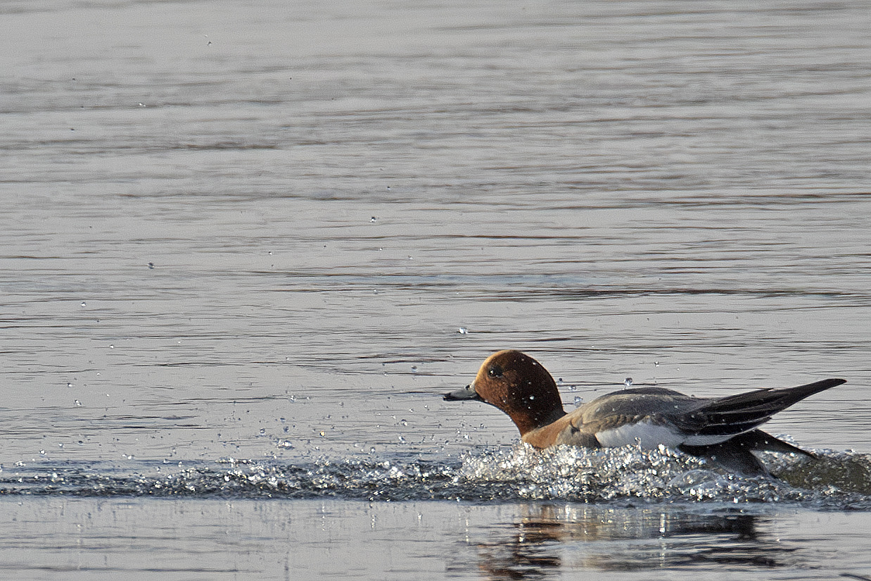 Pfeifenten bei der Landung