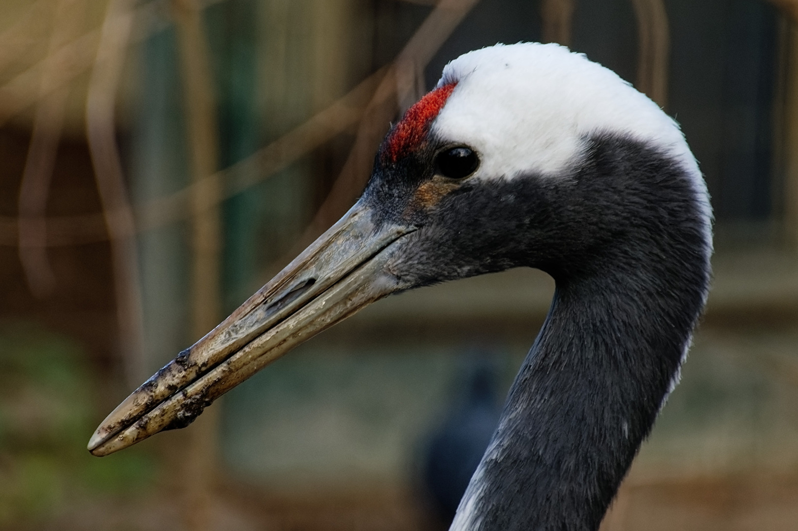 Manchurian Crane