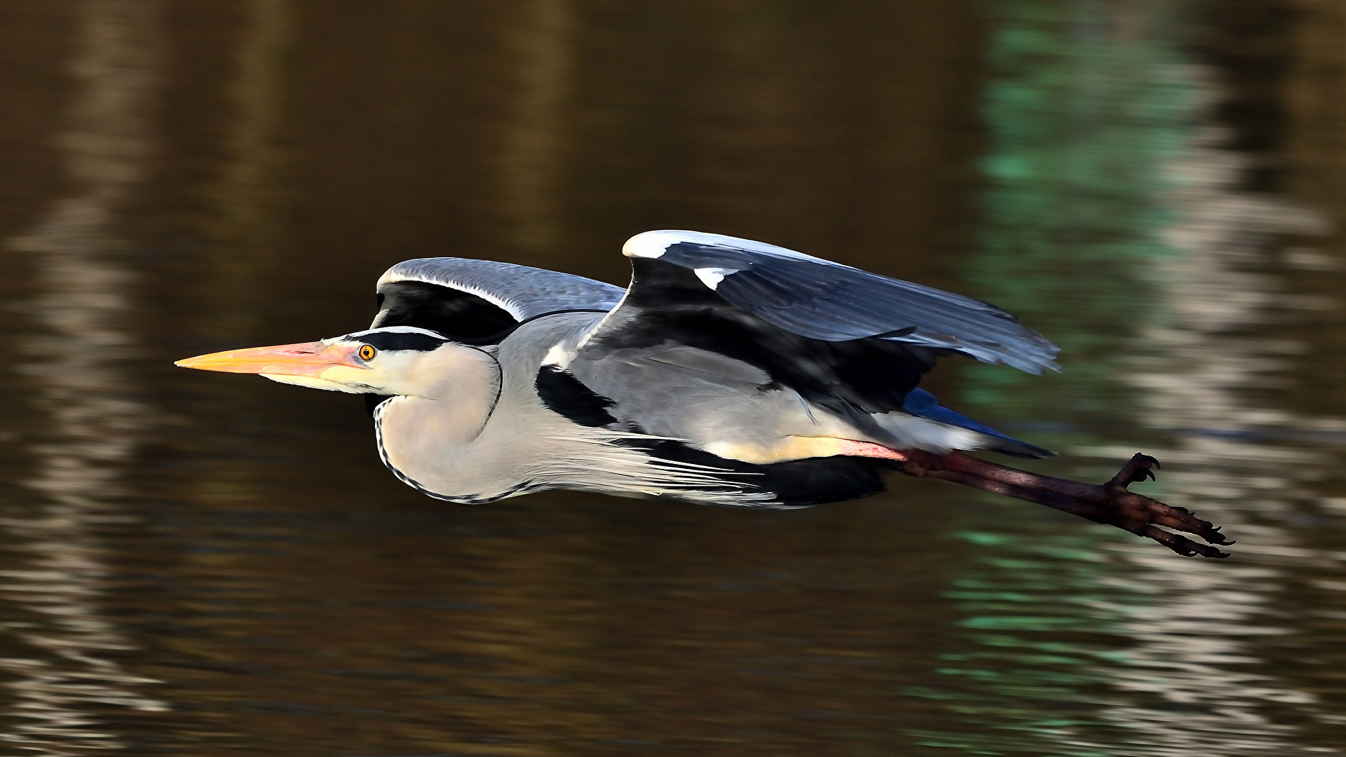 Graureiher Flugstunde