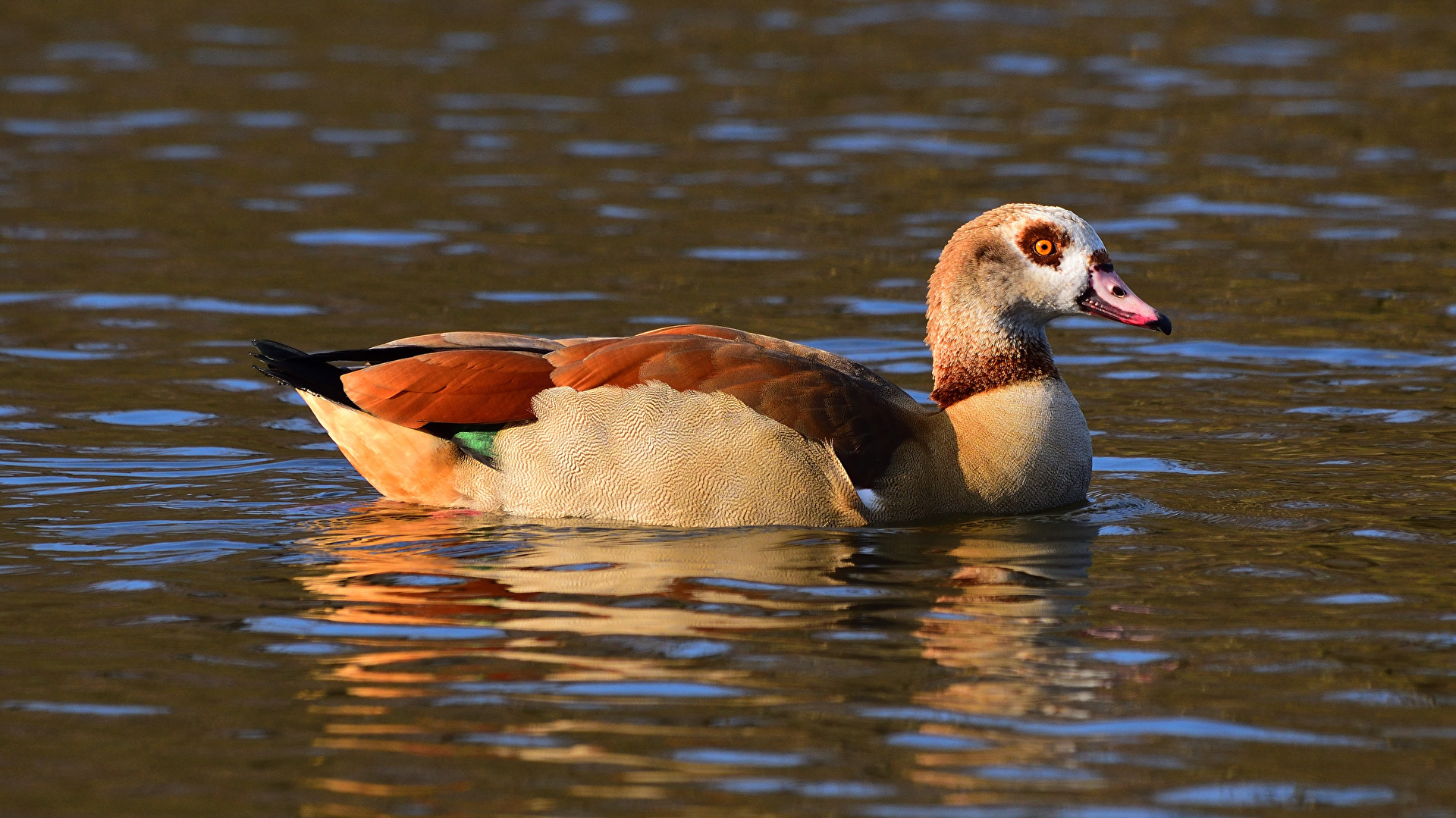 Nilgans beim Schwimmen