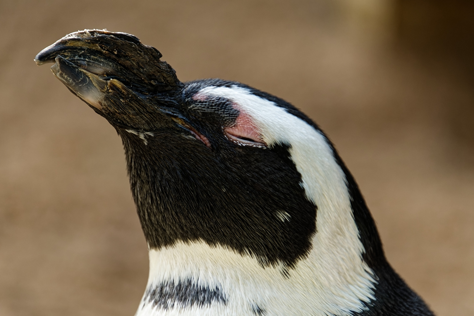 Pinguin