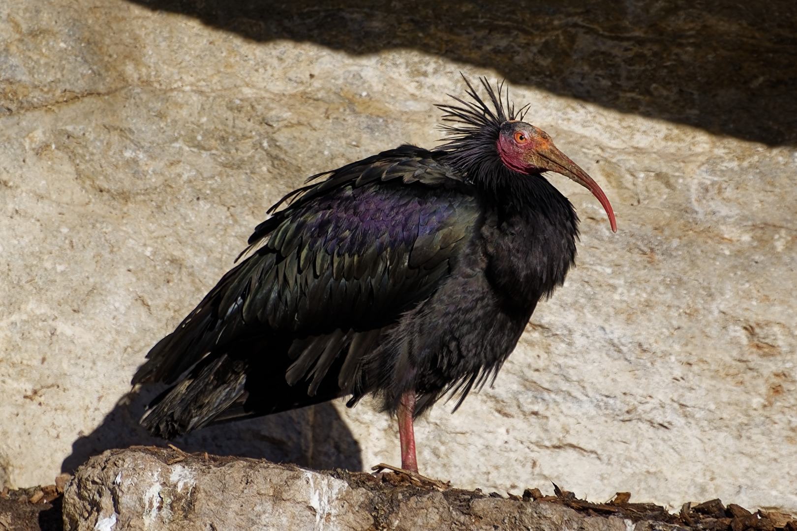 Waldrapp