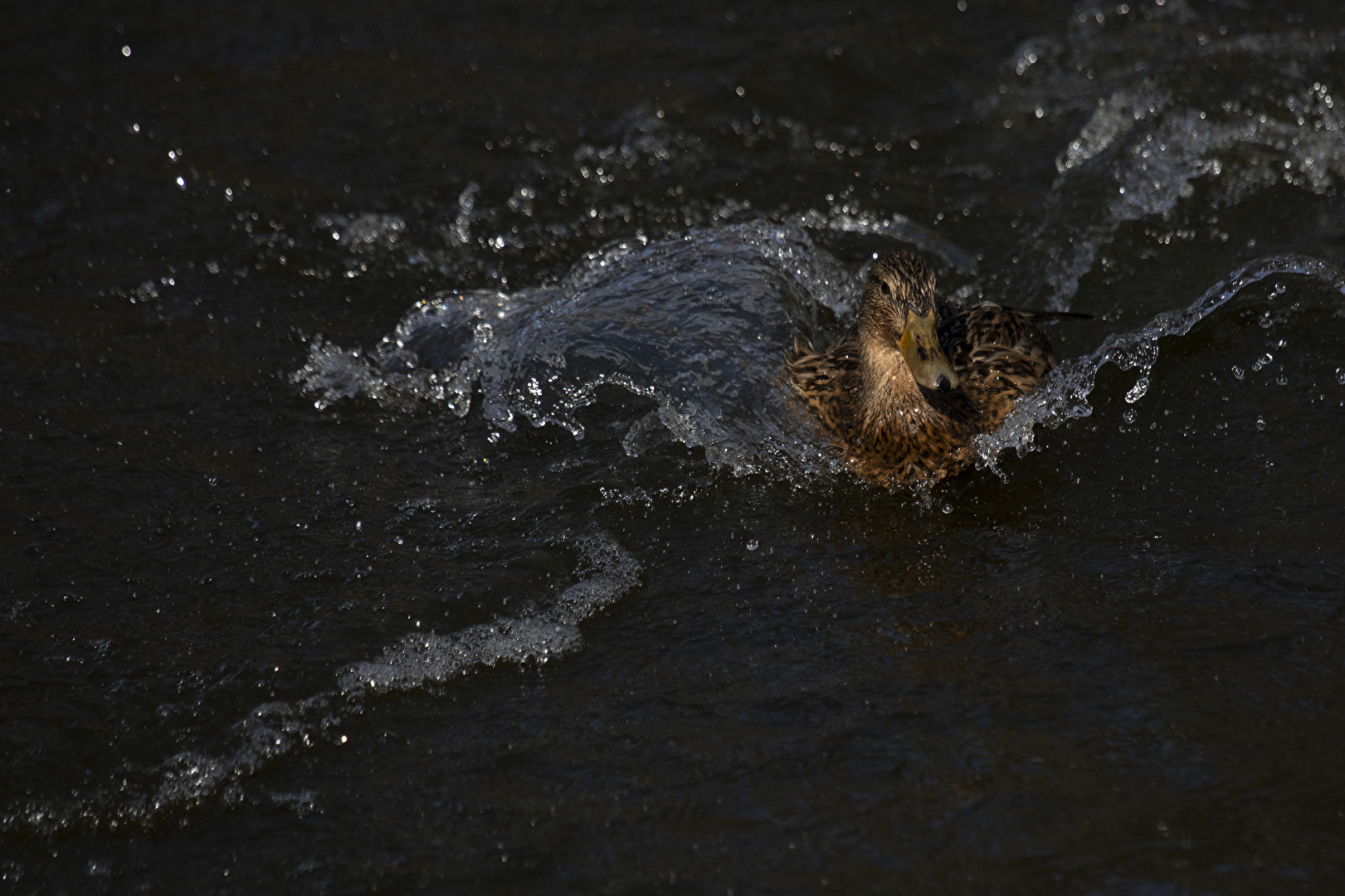 Stockente gerade gelandet