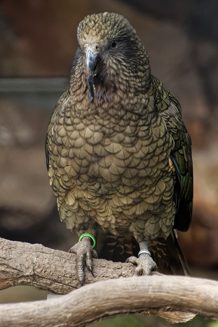 Kea