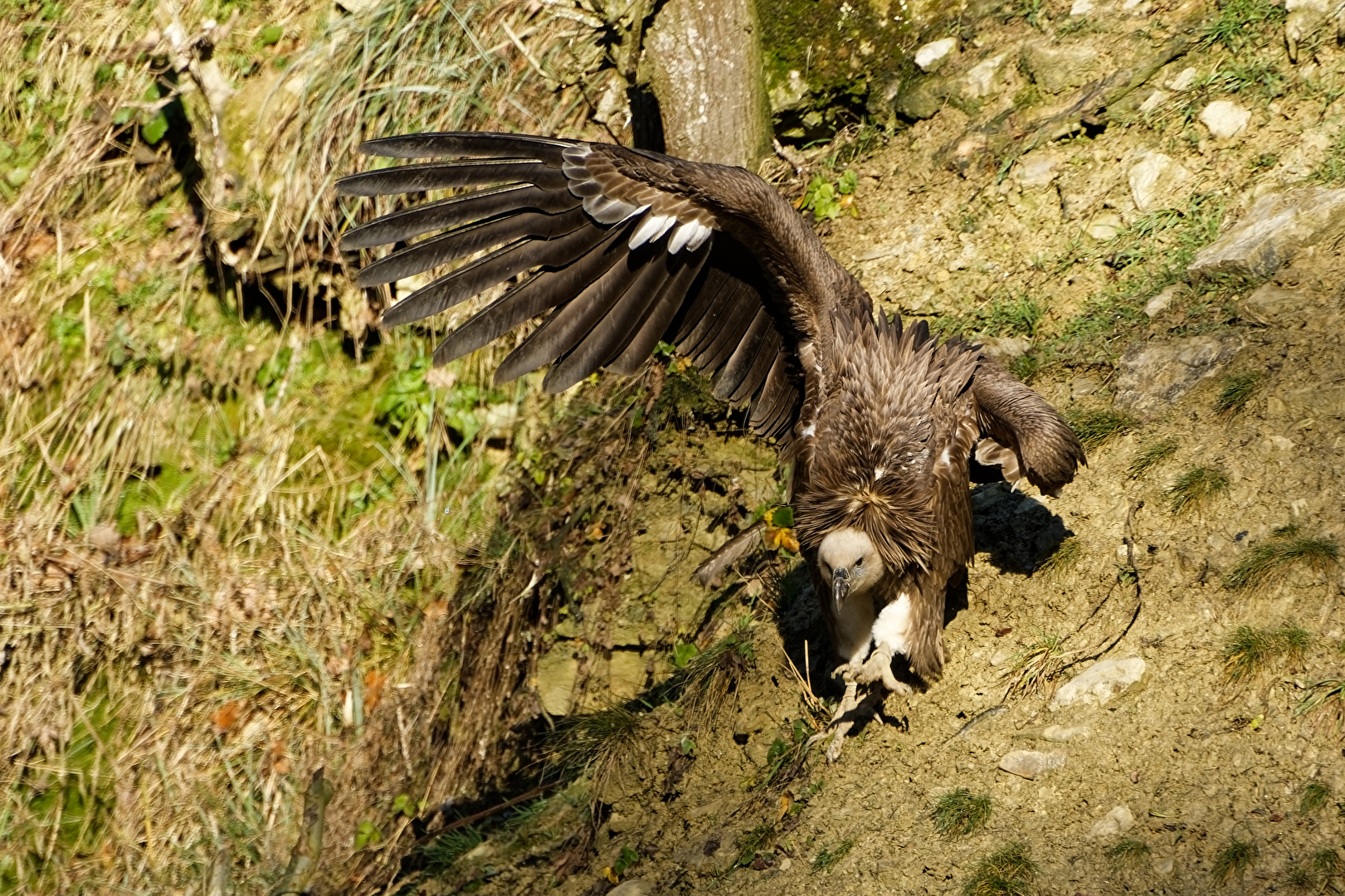 Gänsegeier