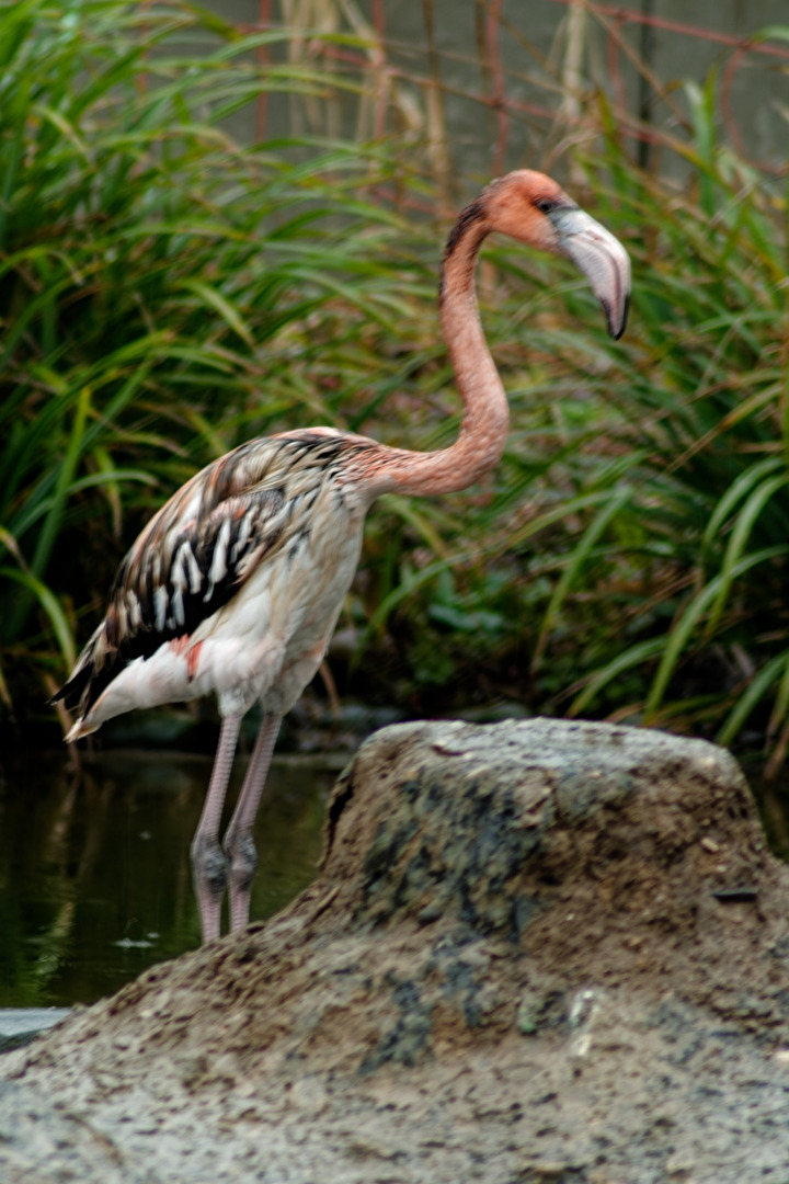 junger Flamingo