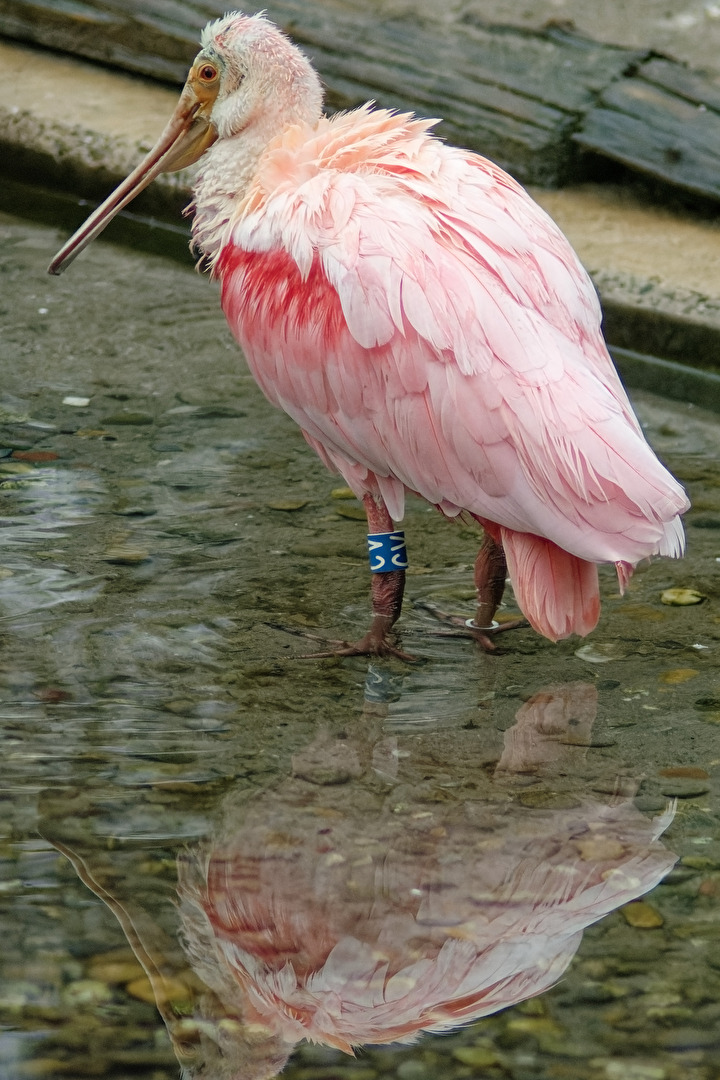 Rosa - Löffler