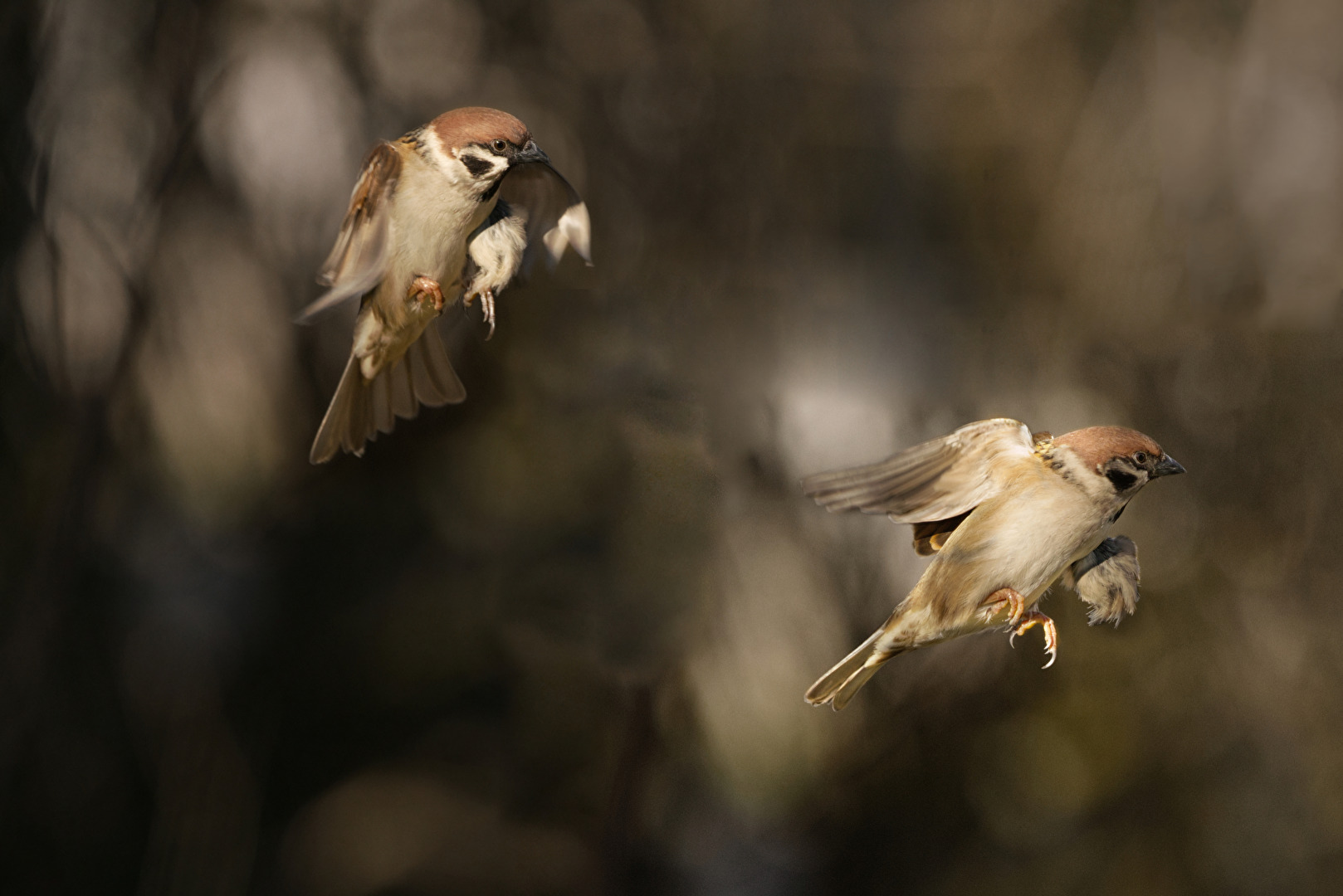 Flugstudien