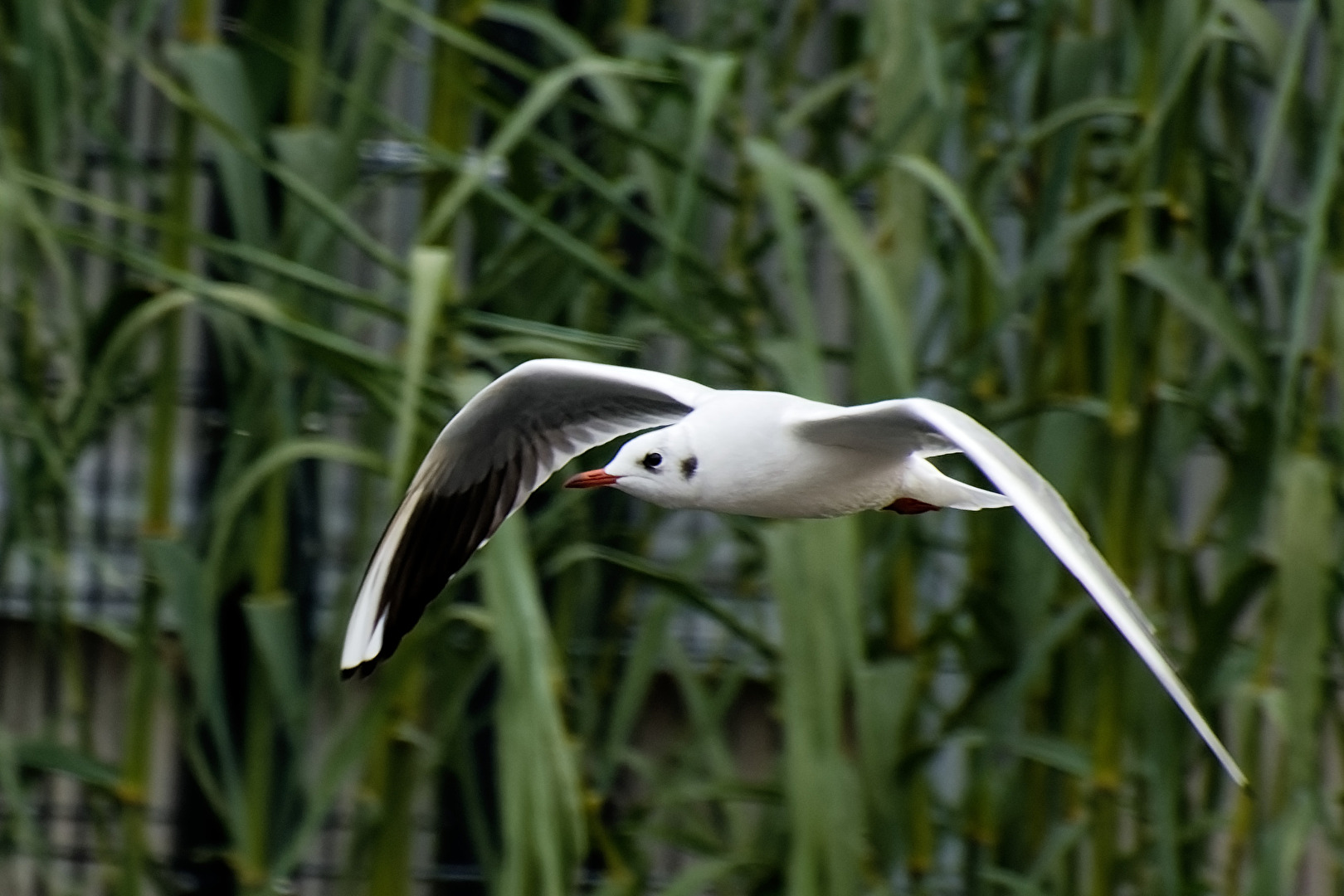 Möwe