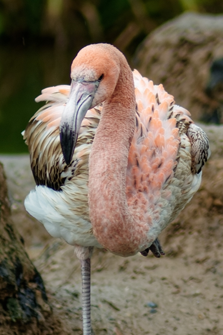 junger Flamingo
