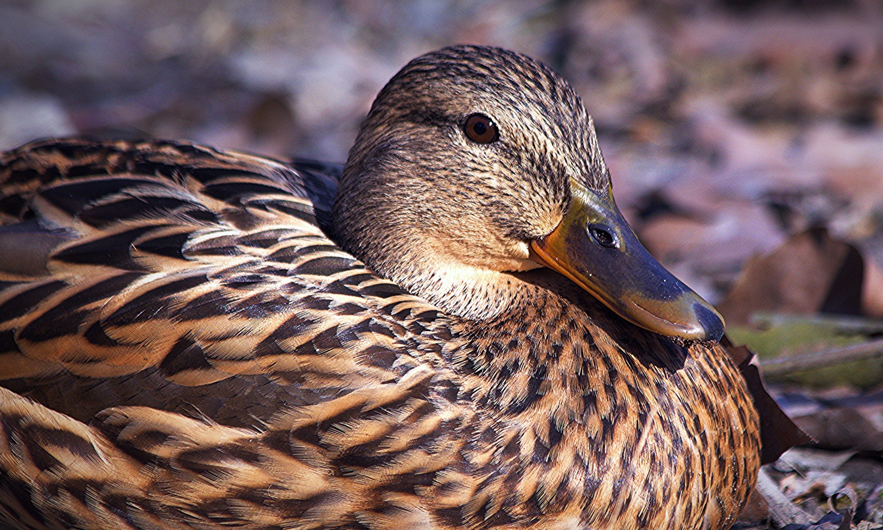Vögel