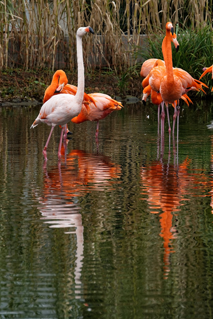 Flamingos