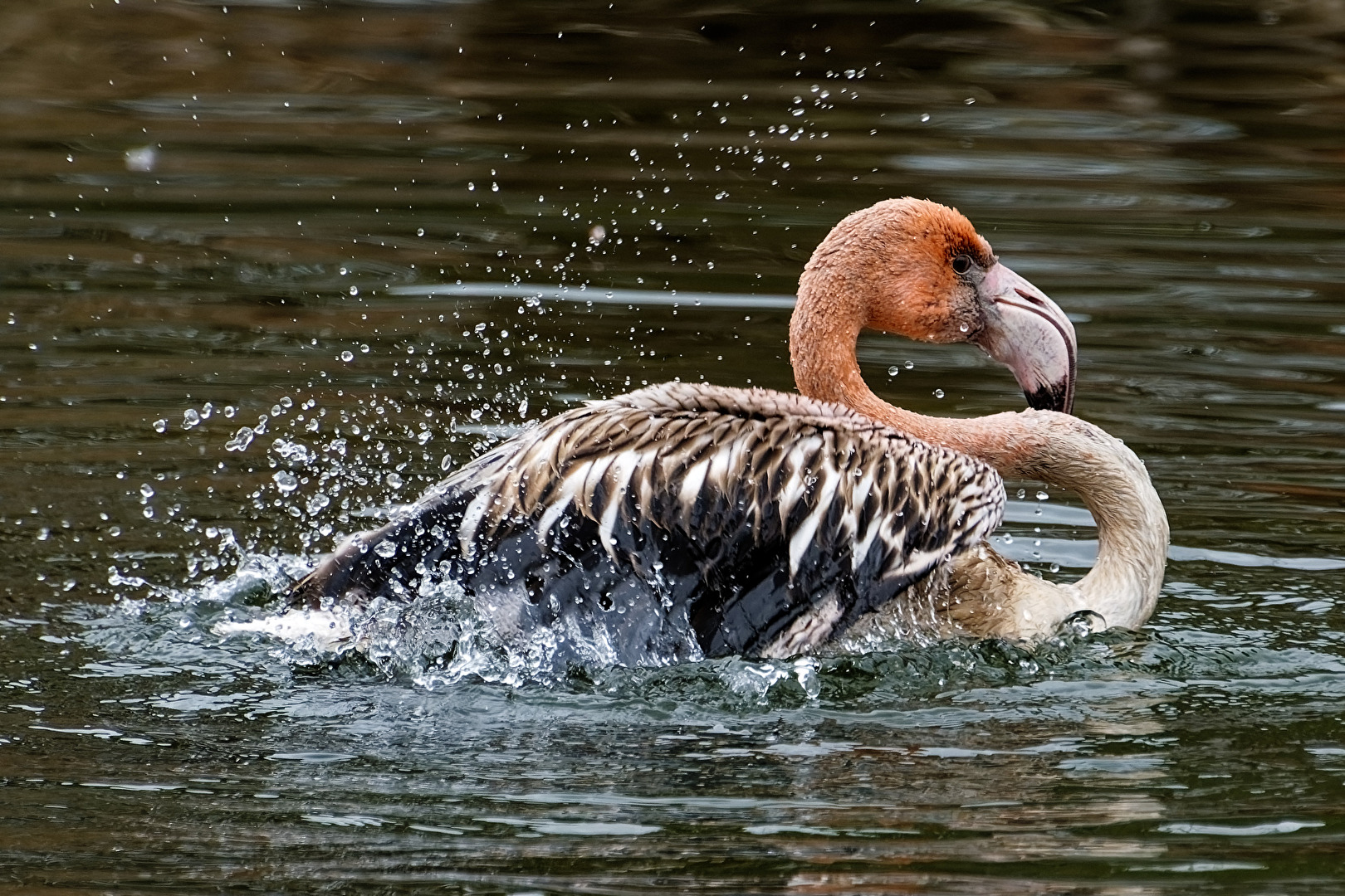 junger Flamingo