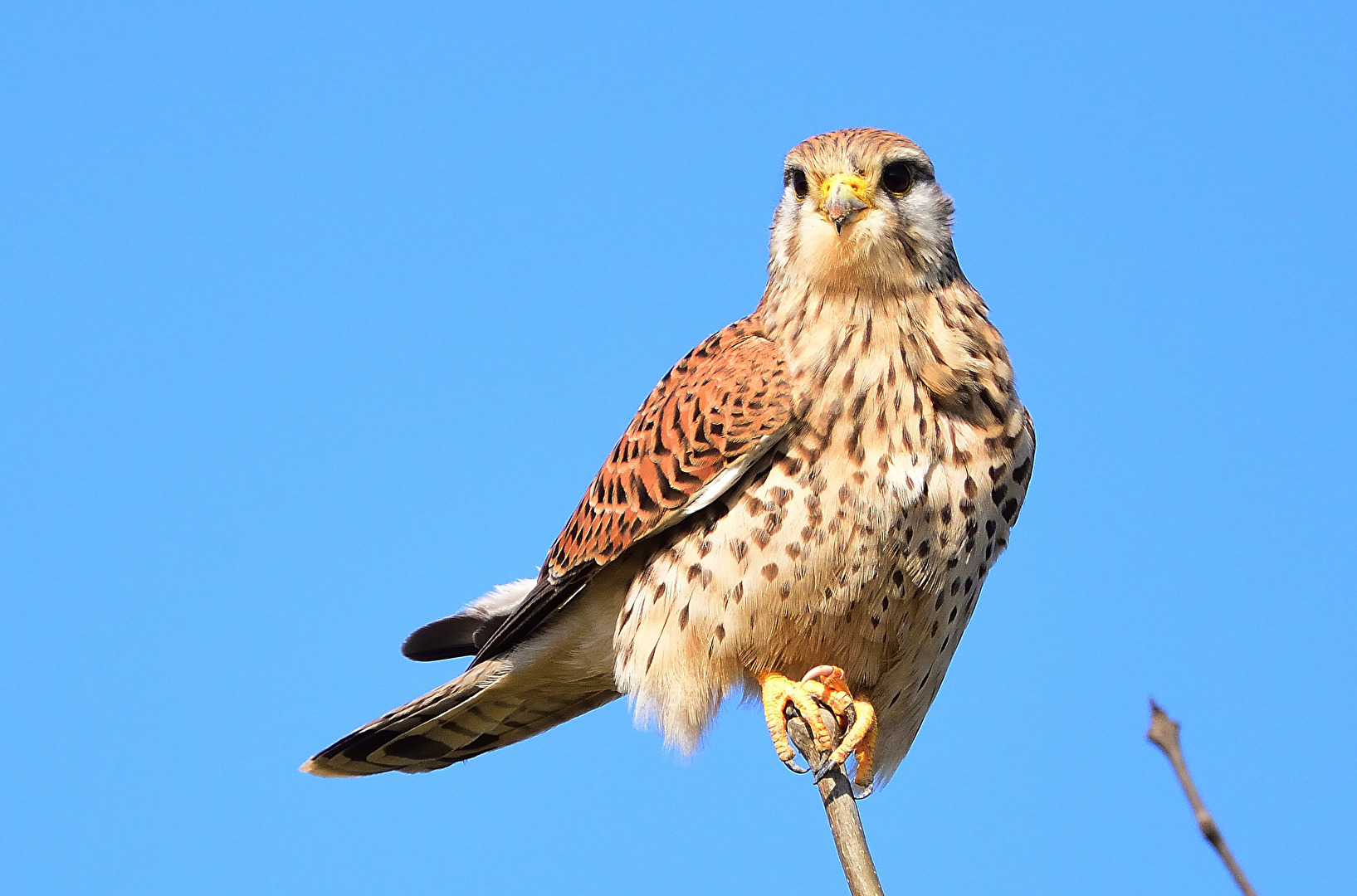 Turmfalke
