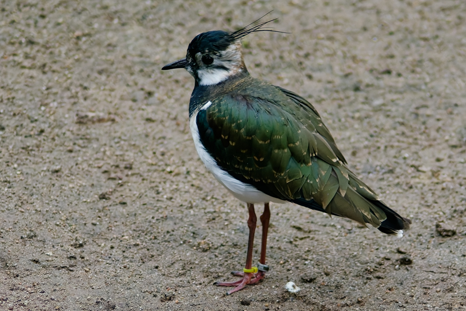 Europäischer Kiebitz