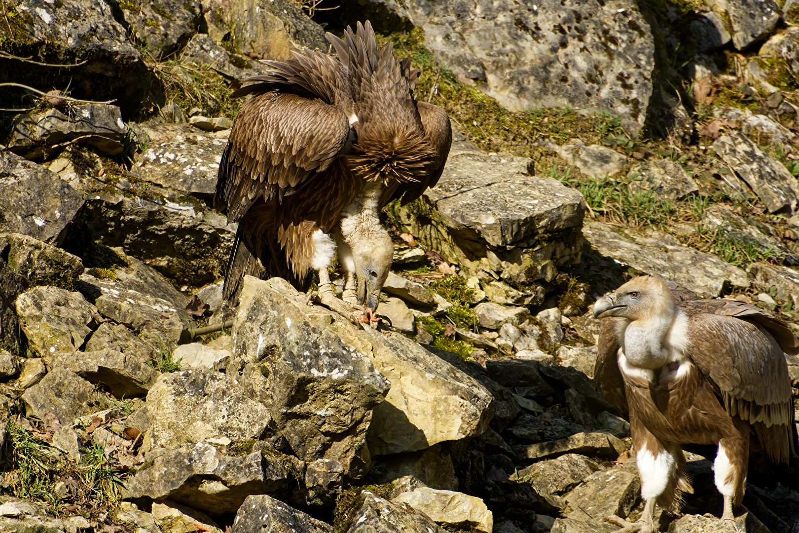 Gänsegeier