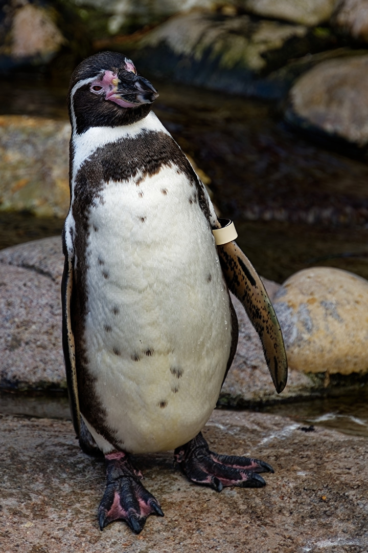Pinguin