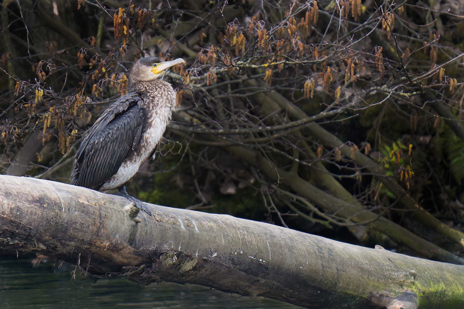 Kormoran auf der Lauer nach Fisch