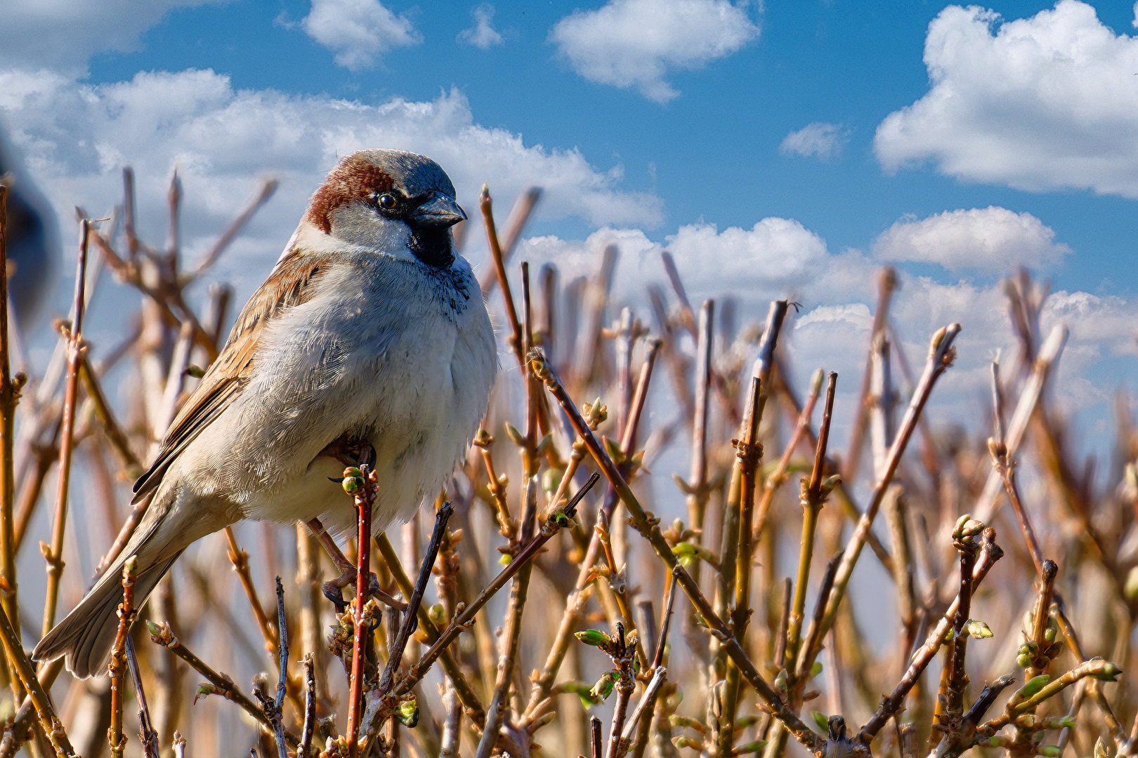 Ein Allerwelts-Vogel wartet auf Fütterung