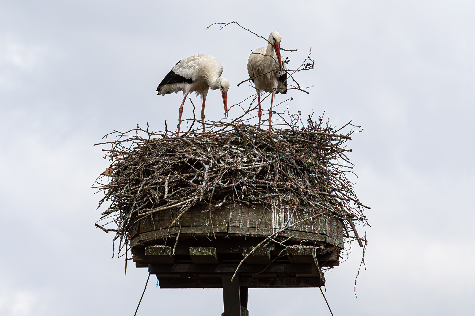 Schaffe, schaffe, Häusle bauen und dann an den Nachwuchs denken.