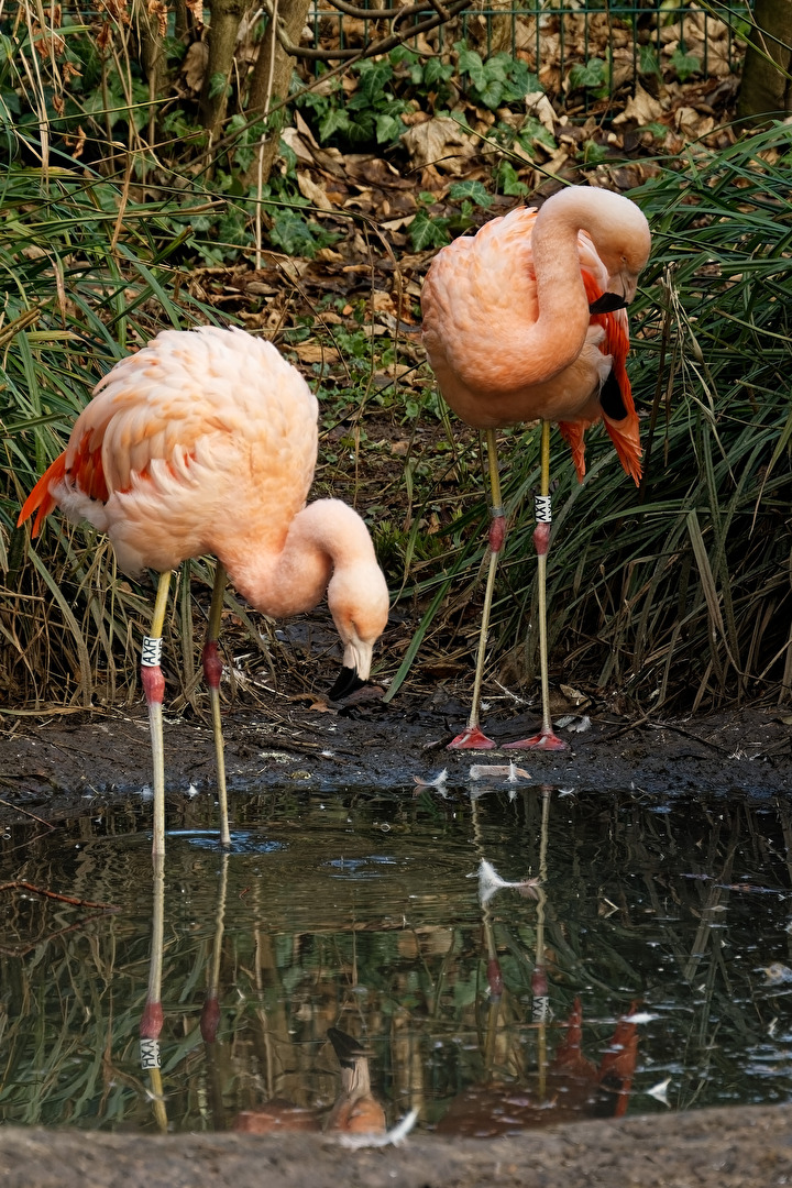 Flamingos