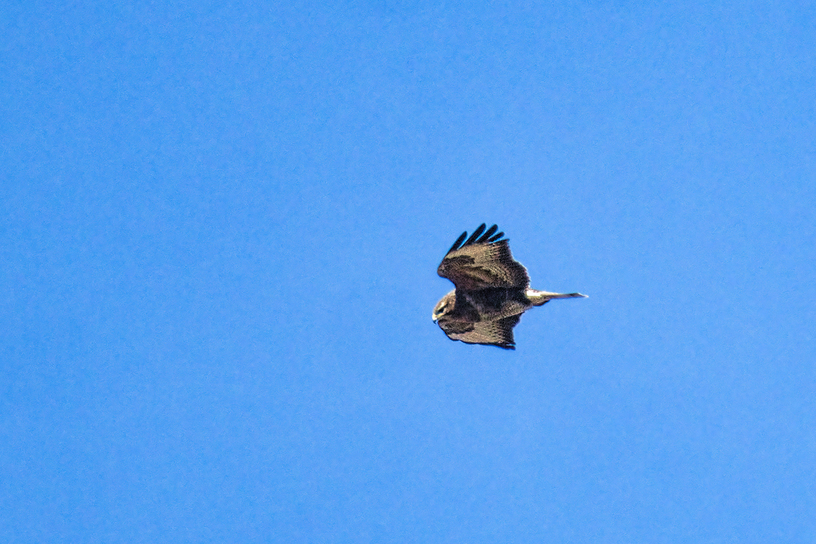 Vögel