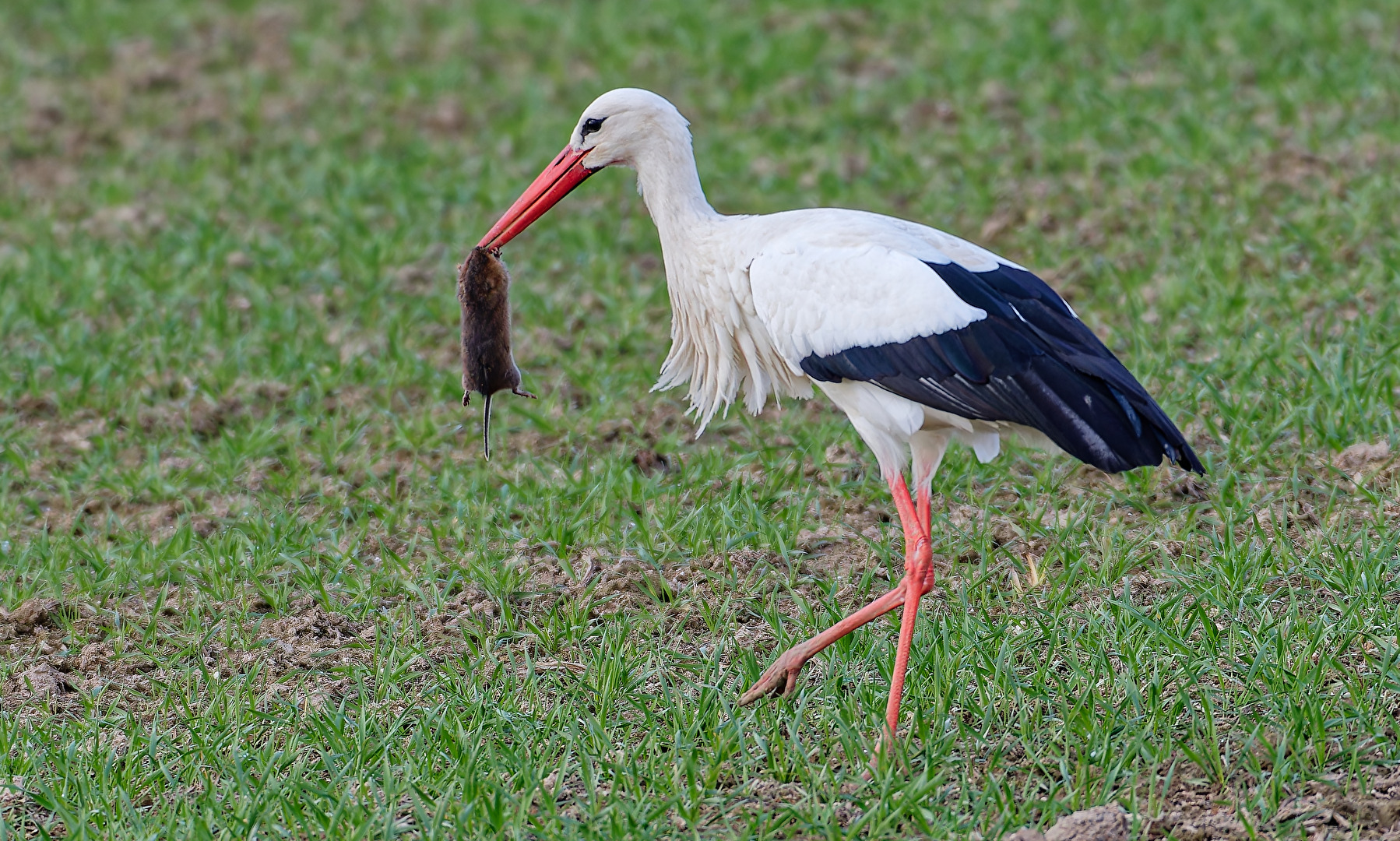 Des Einen Freud&039;, des Anderen Leid....