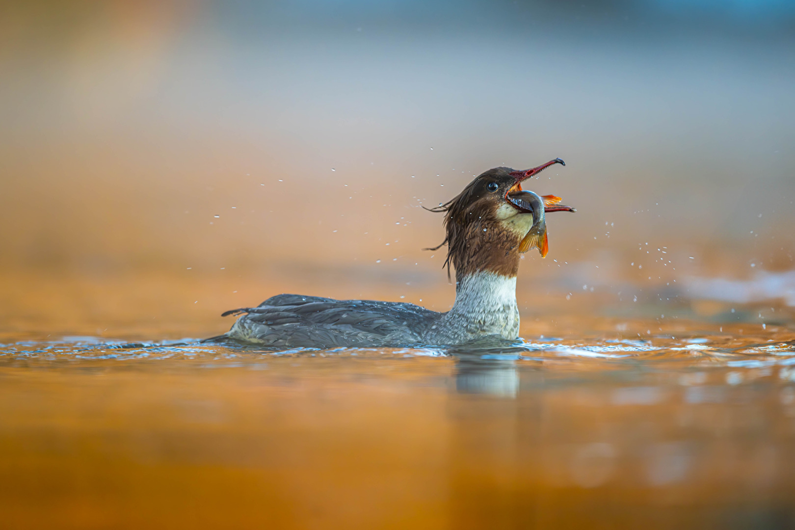 den Hals voll bekommen...