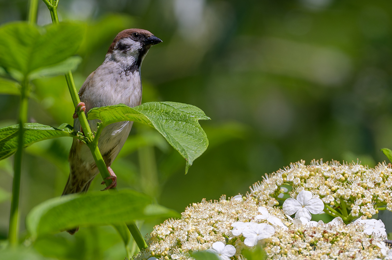 #Spatz