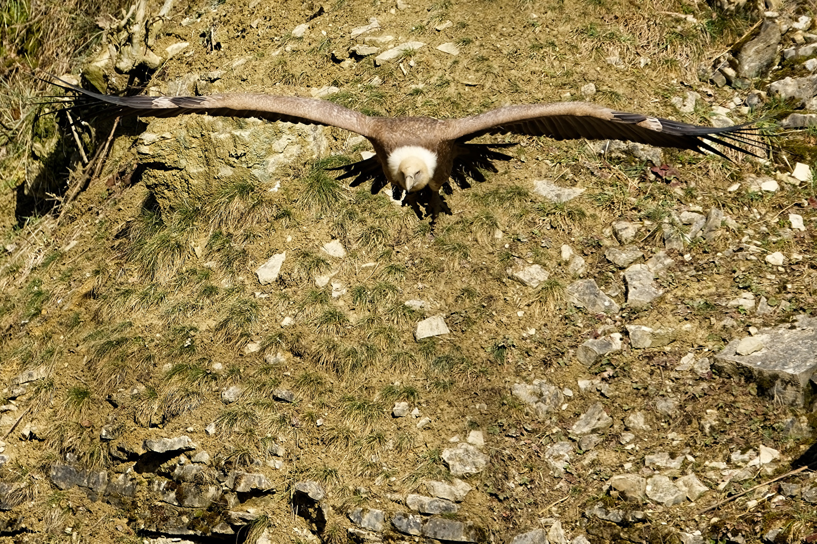 Gänsegeier