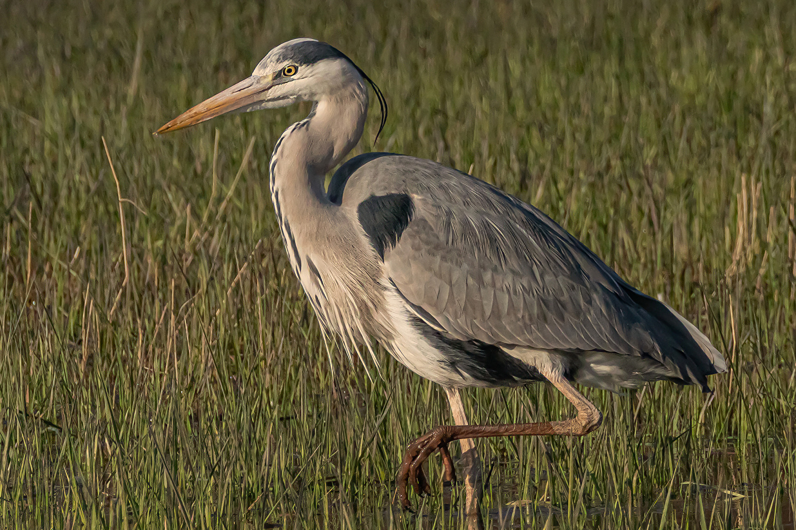 Graureiher im Abendlicht