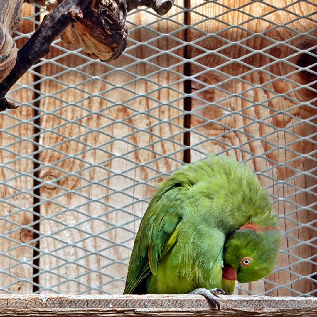 Vögel