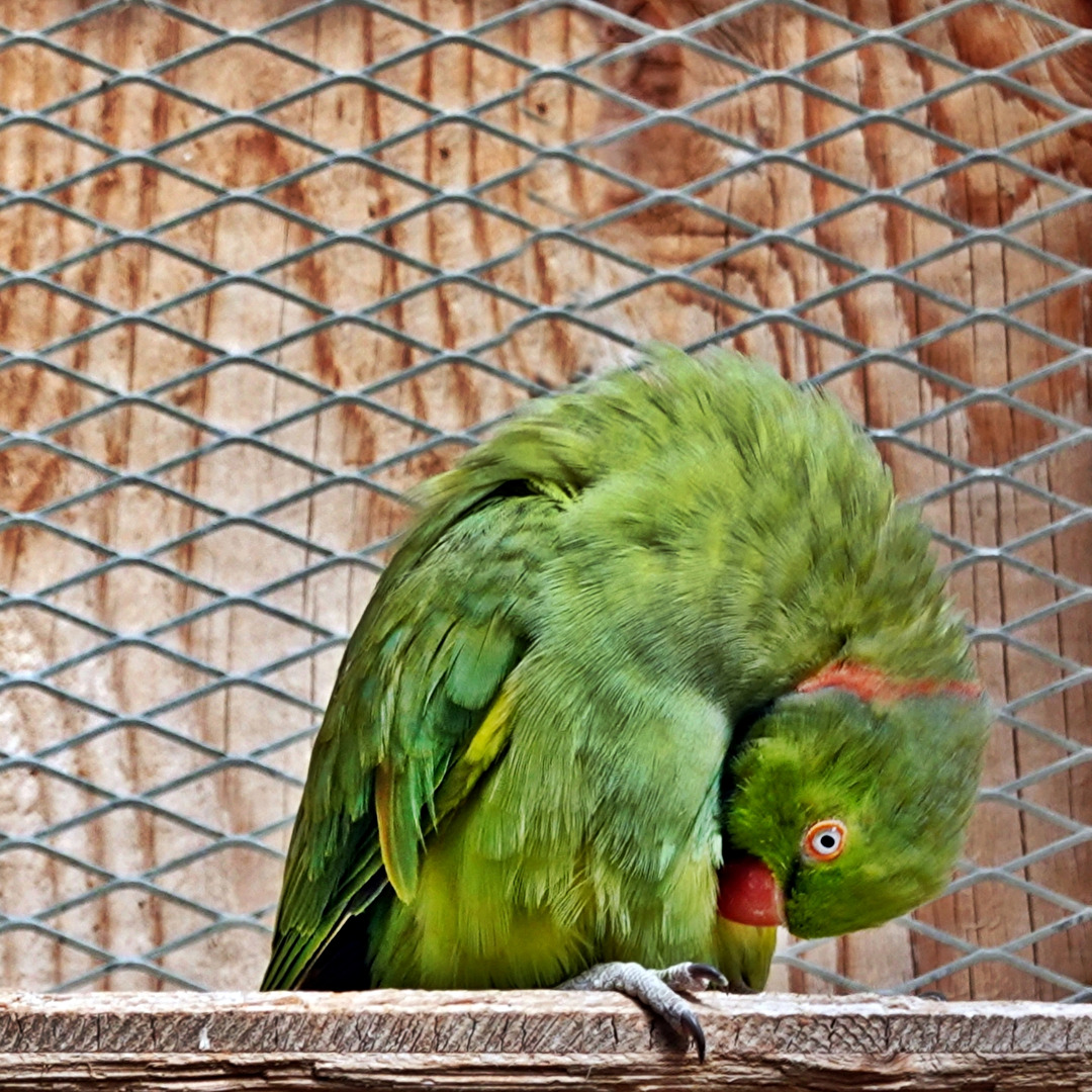 Vögel