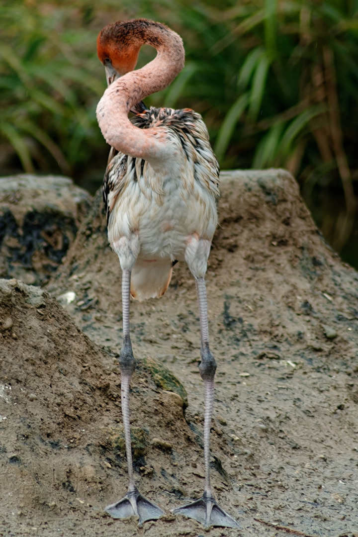 junger Flamingo