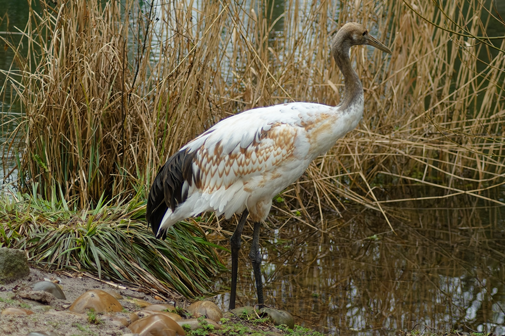 junger Mandschurenkranich