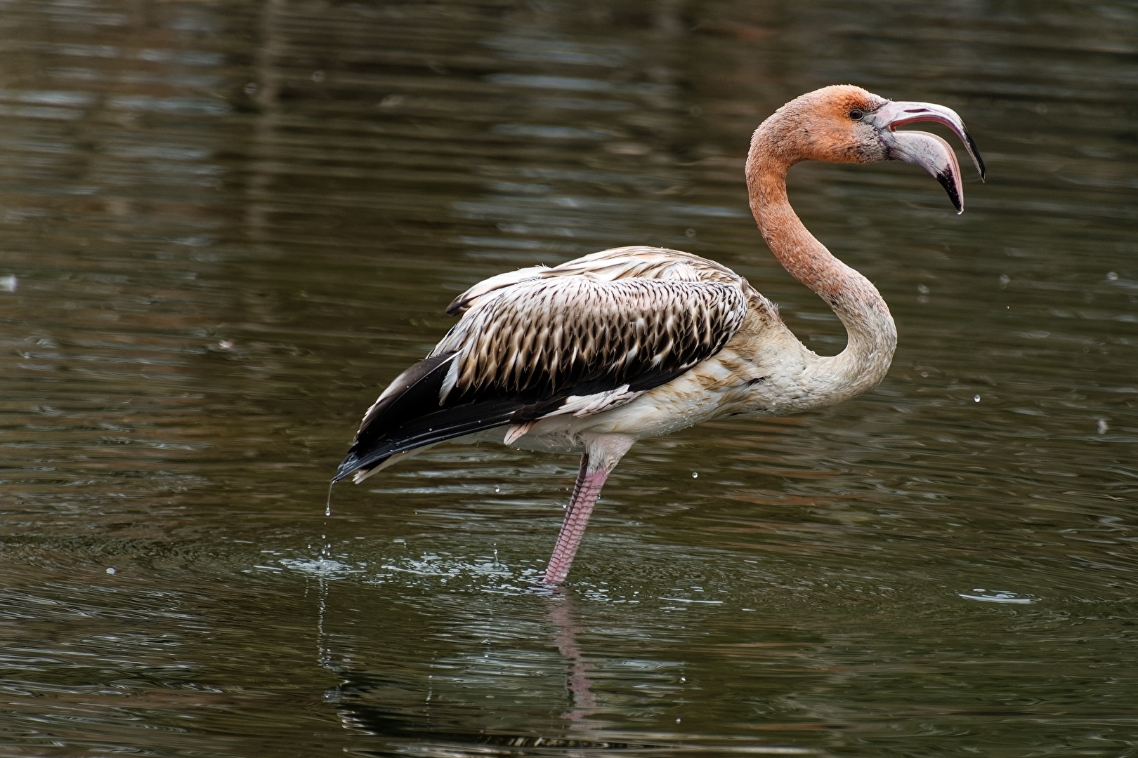 junger Flamingo