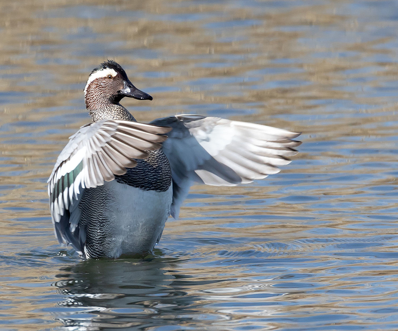 Knäkente hier der männliche Teil beim Flügelschwingen