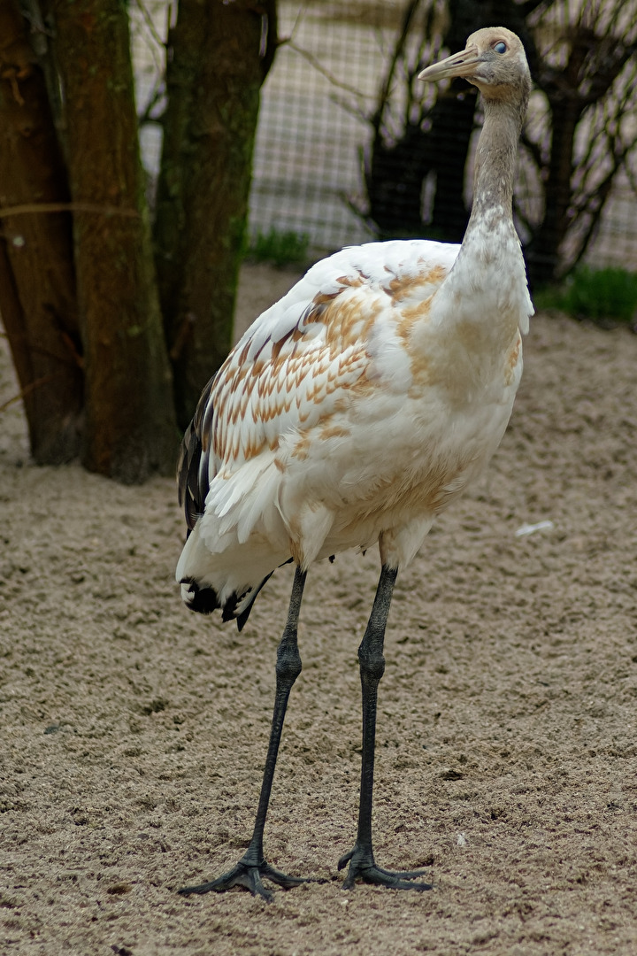 junger Mandschurenkranich