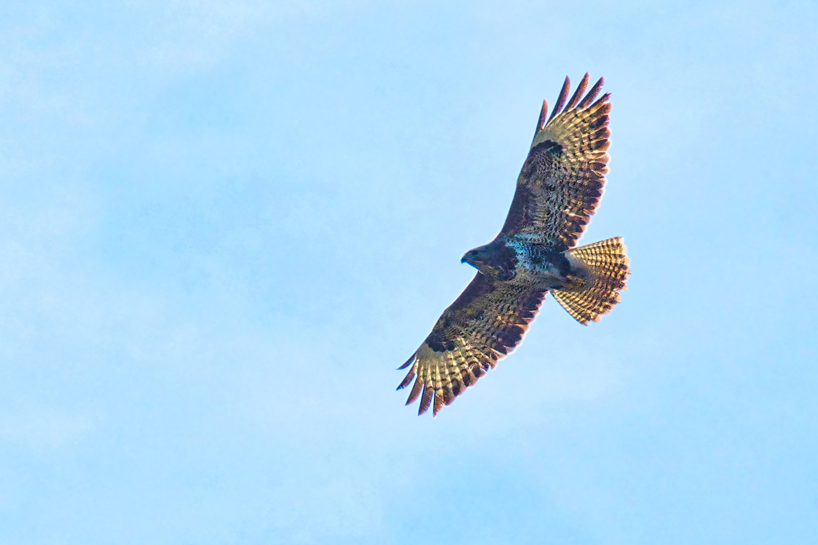 Vögel