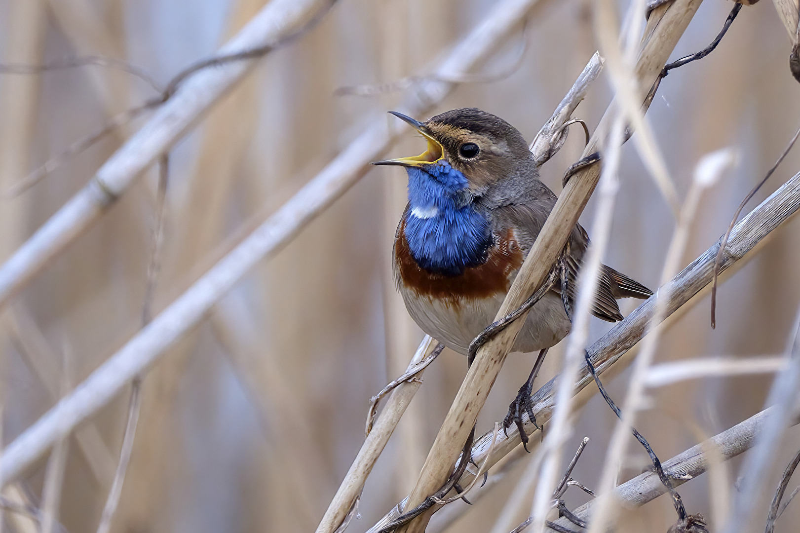 Blaukehlchen