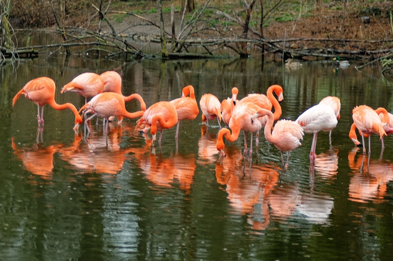 Flamingos