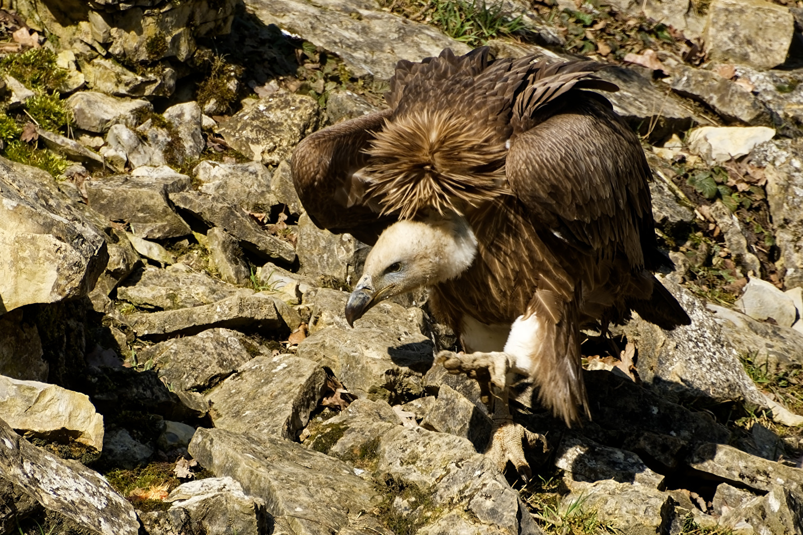 Gänsegeier