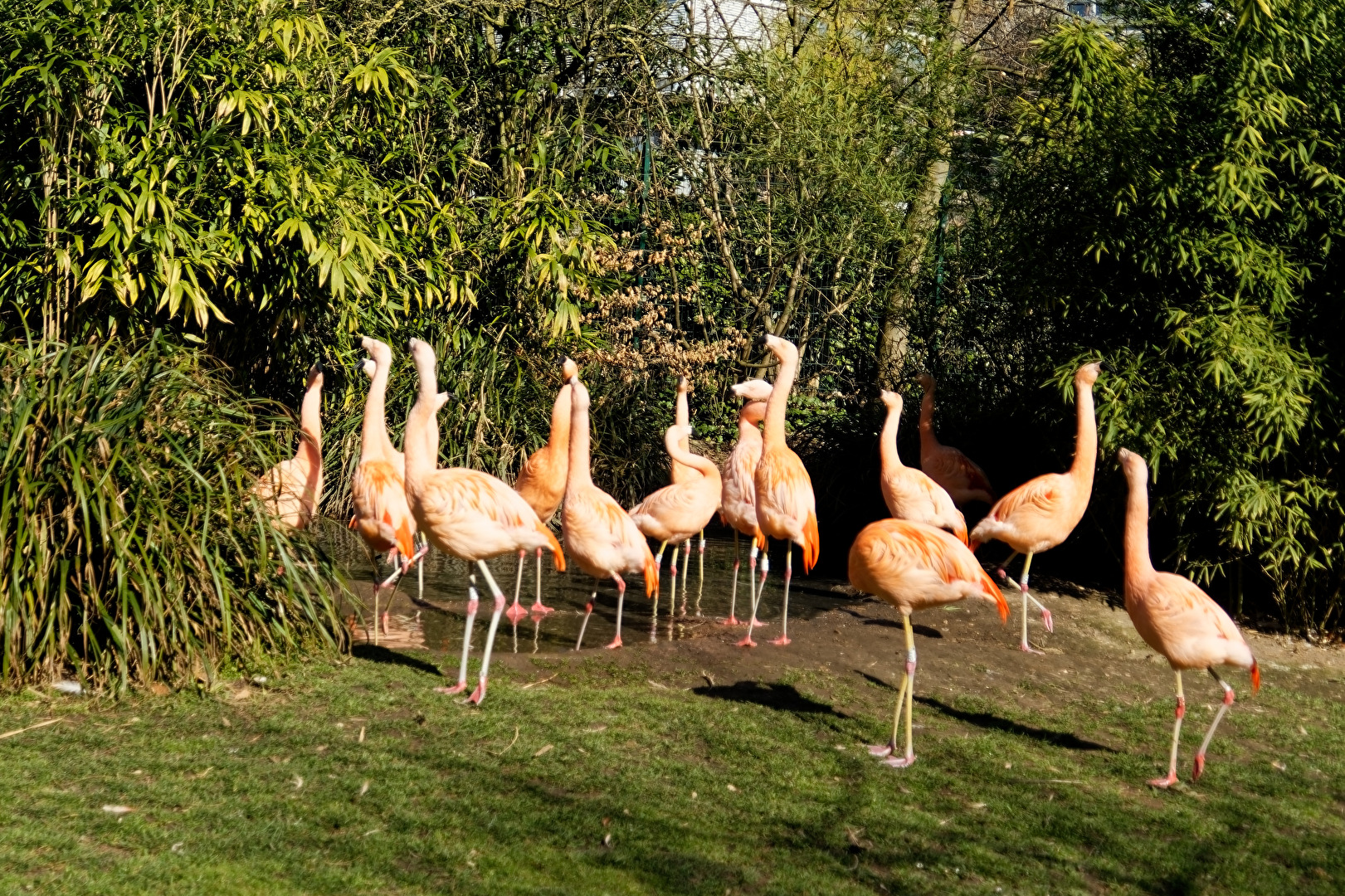 Flamingos