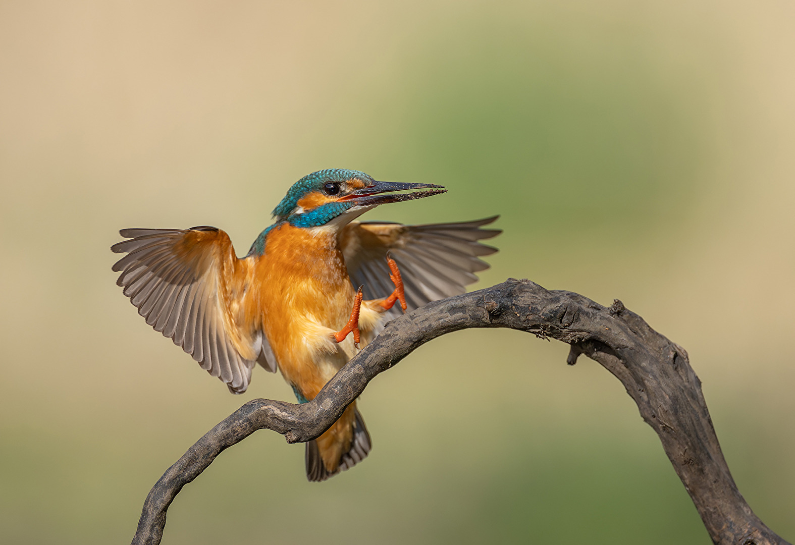 Eisvogel bei Landeanflug