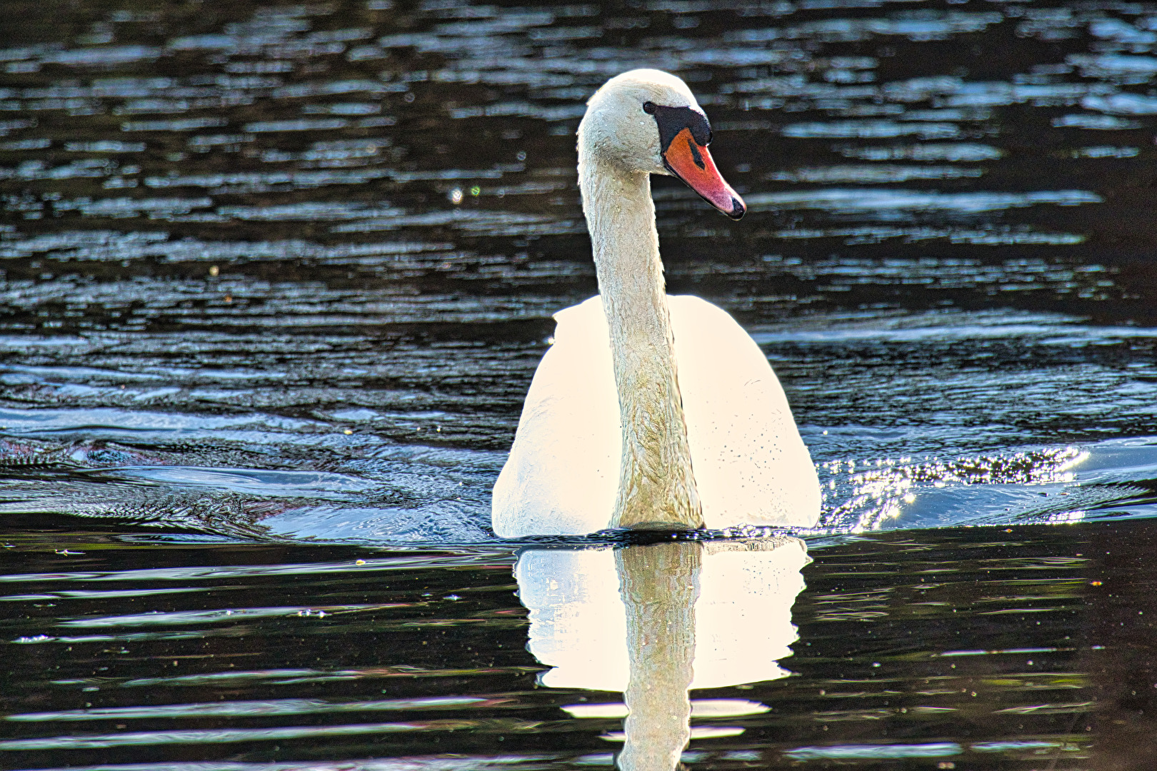 Vögel